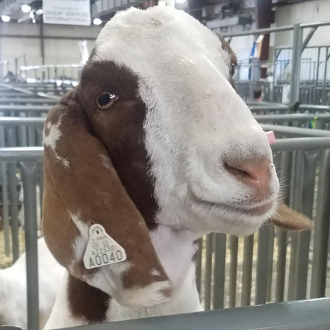 adorable boer goat