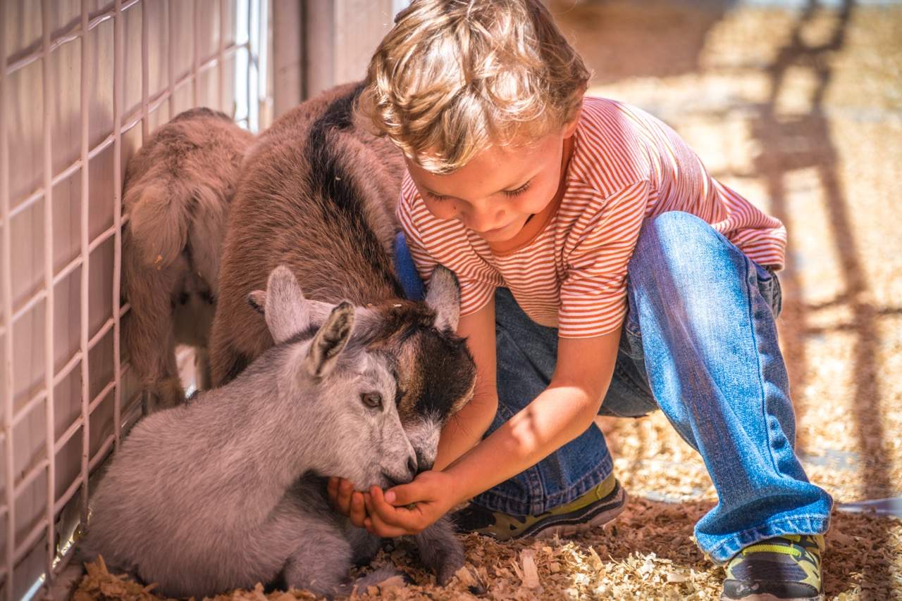 Petting Zoo