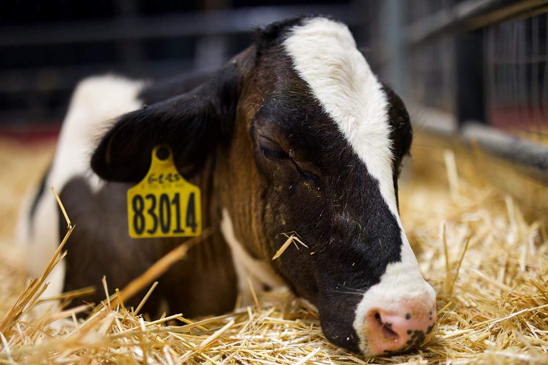 cow