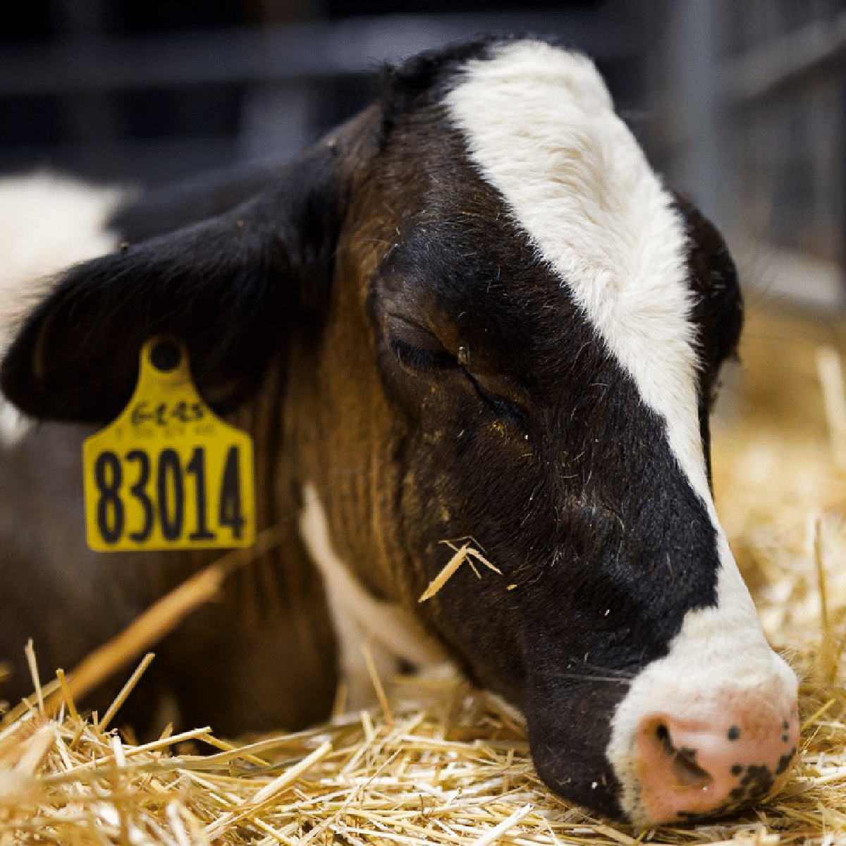 cow
