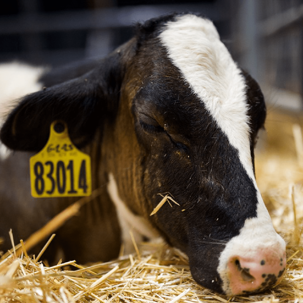 cow