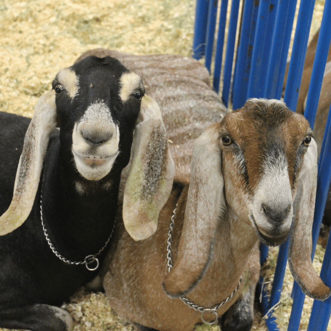 ft_dairy goats