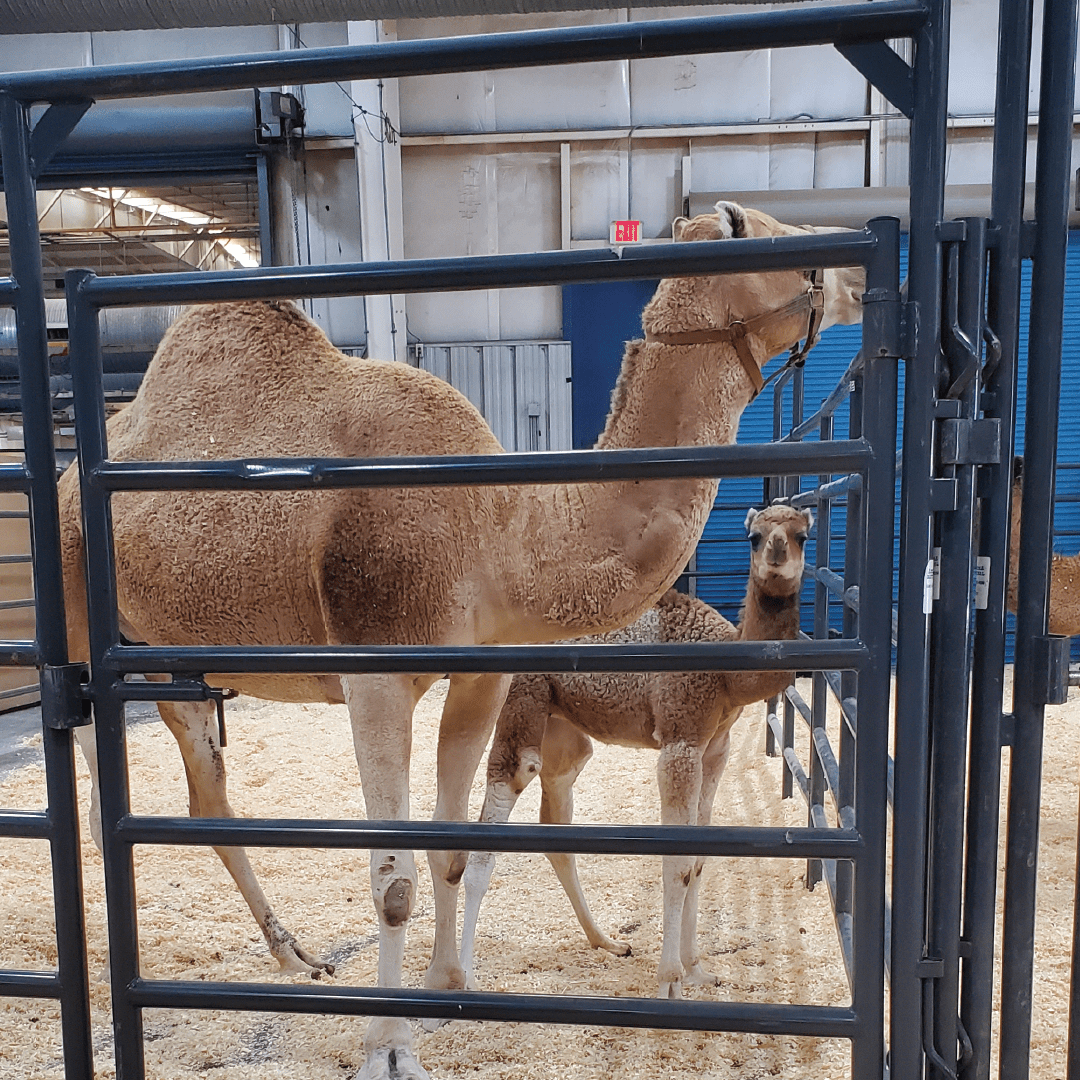 ft_oasis camel dairy