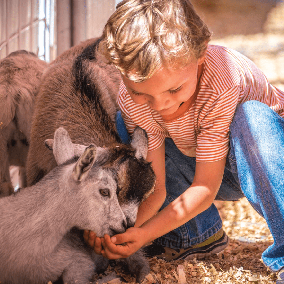 ft_petting zoo