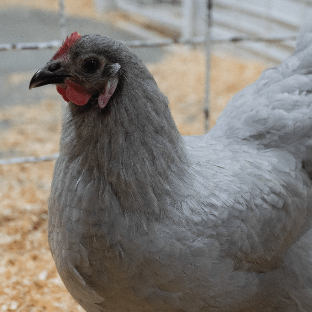 ft_poultry