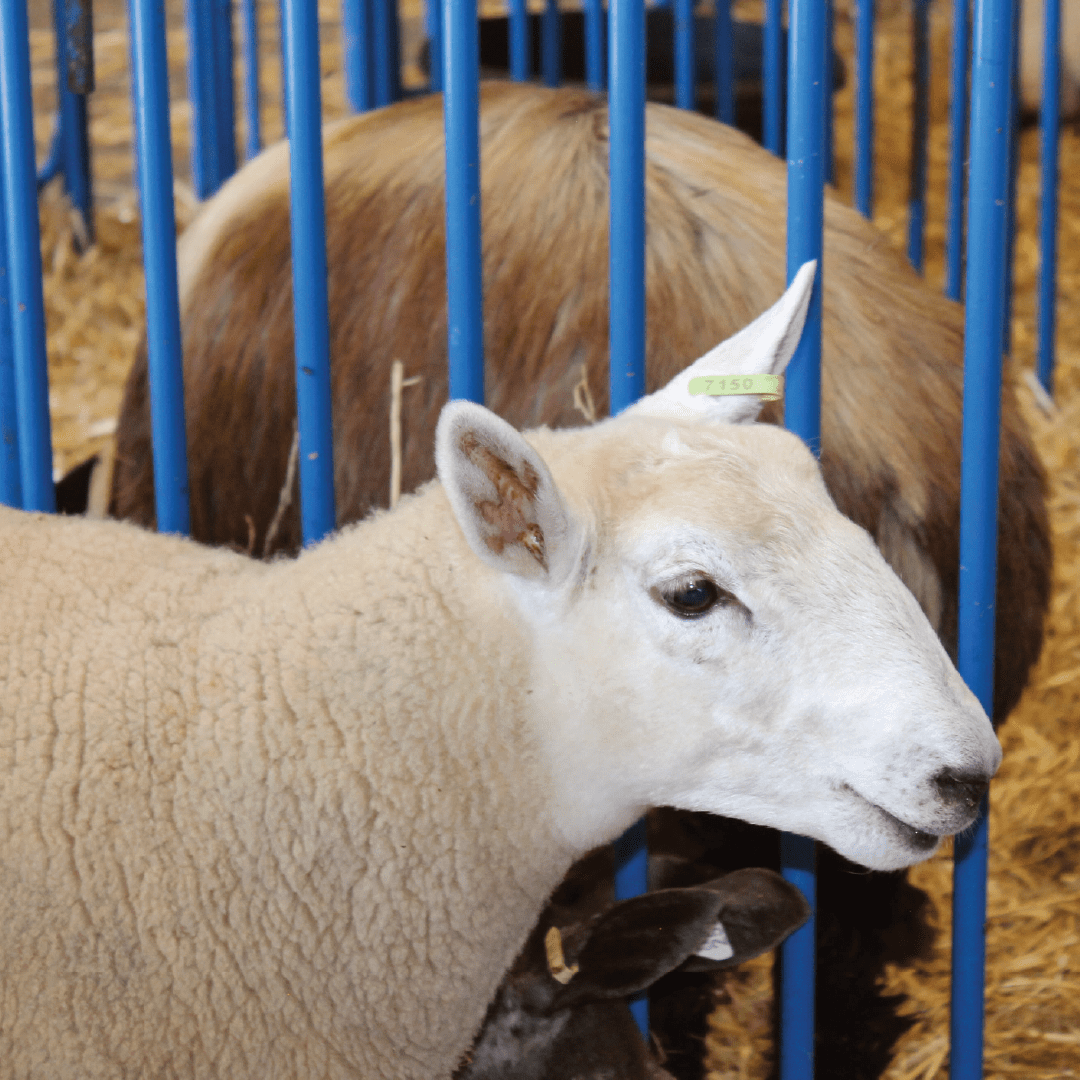 ft_sheep show